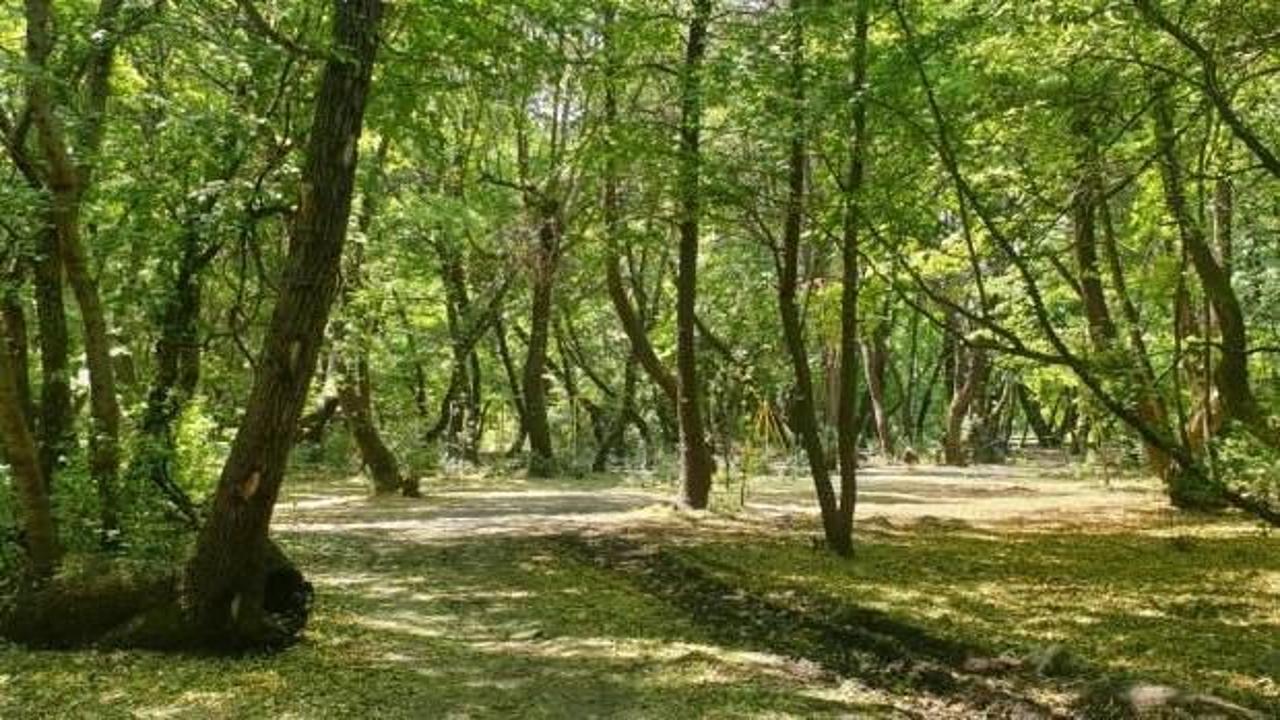 Antalya'da ormanlara giriş yasağı 30 Eylüle kadar uzatıldı