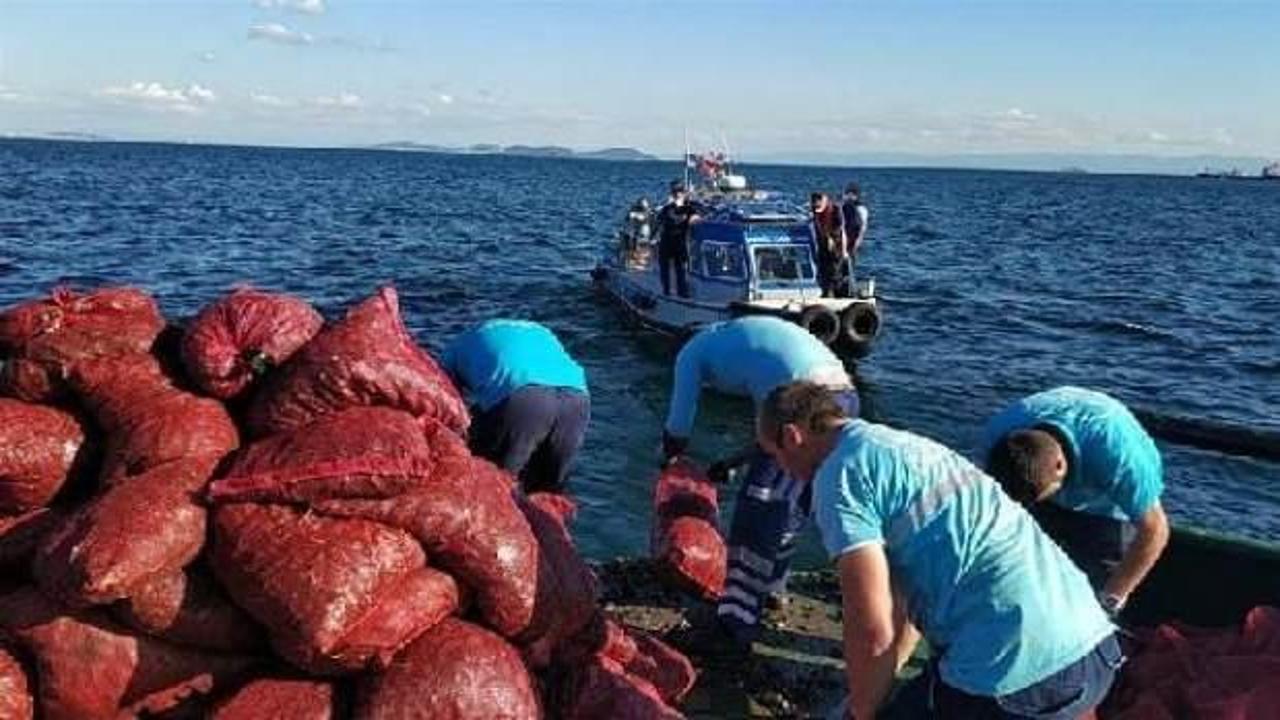 Bayrampaşa Sebze ve Meyve Hali' nde kaçak avlanan 6 ton midye yakalandı