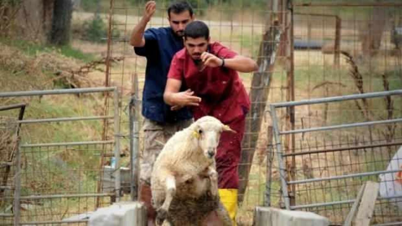Bursa'da öğrencilerin koyun ve keçilerle ilginç imtihanı!