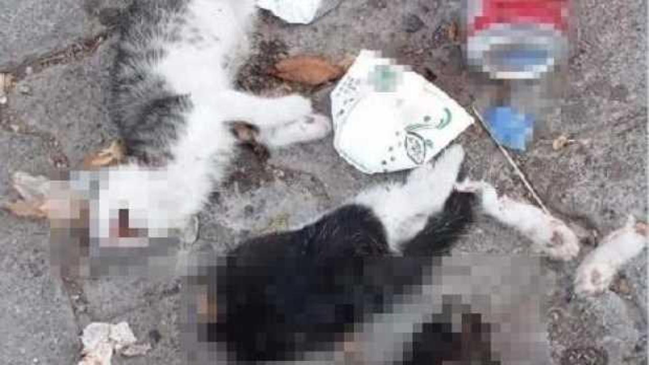 Giresun’da iki kedi yavrusu canice öldürüldü