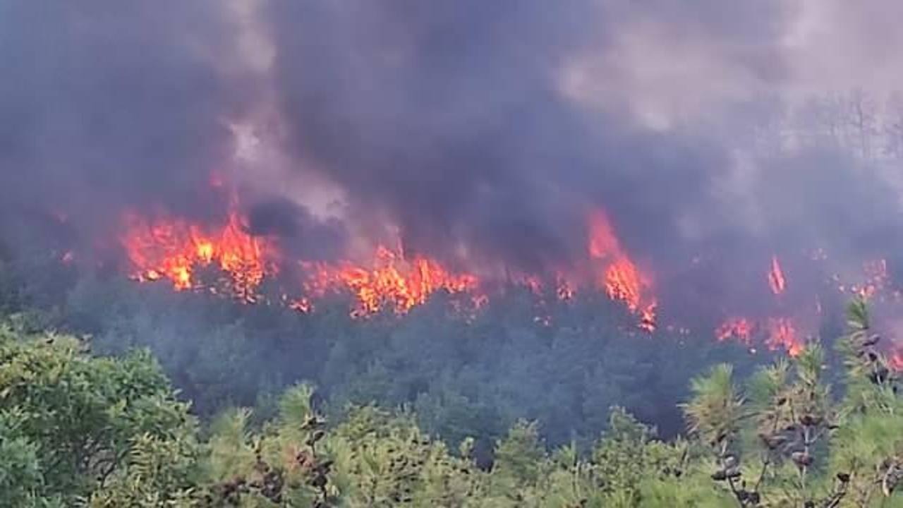 Son Dakika... Çanakkale'de orman yangını çıktı