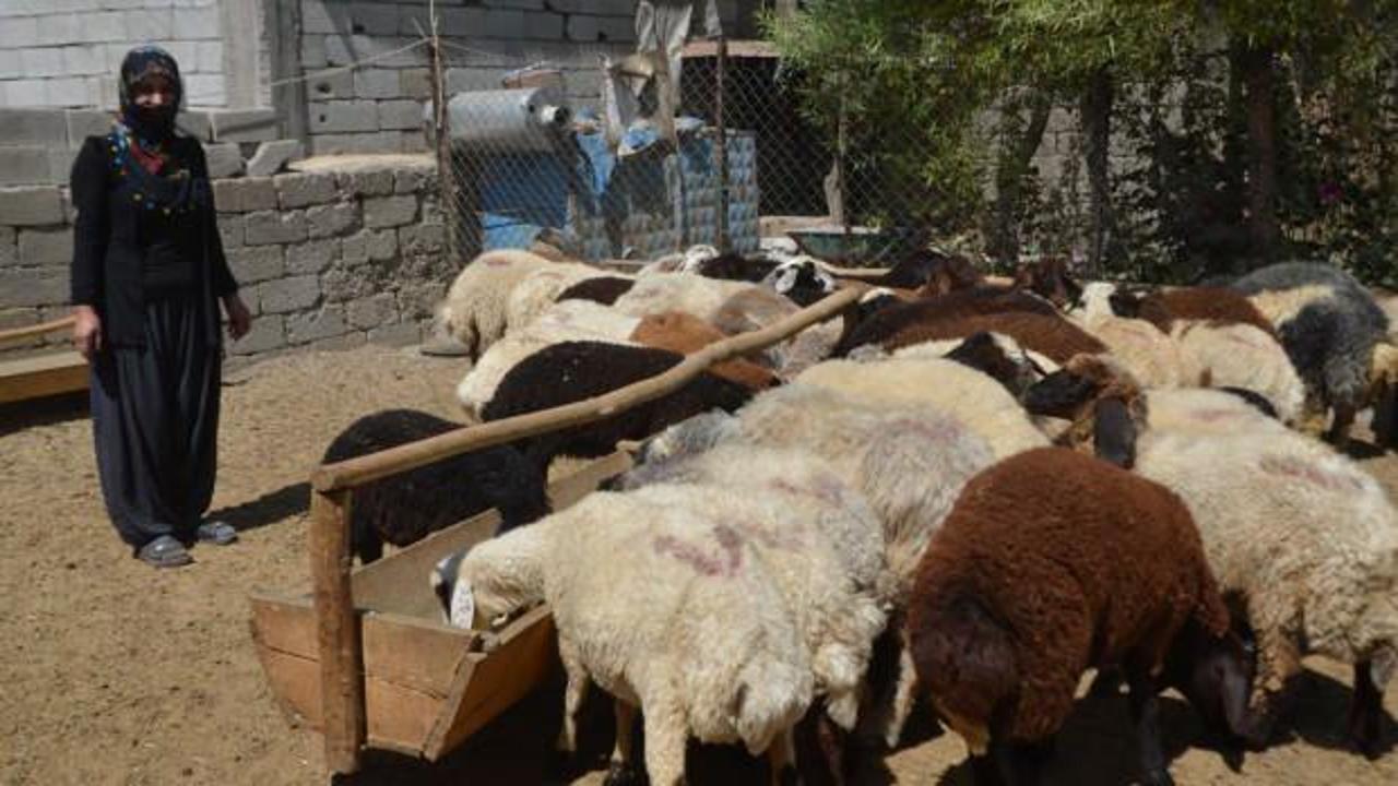 Devletten destek aldı! 40 koyunla başladı 120 koyuna ulaştı