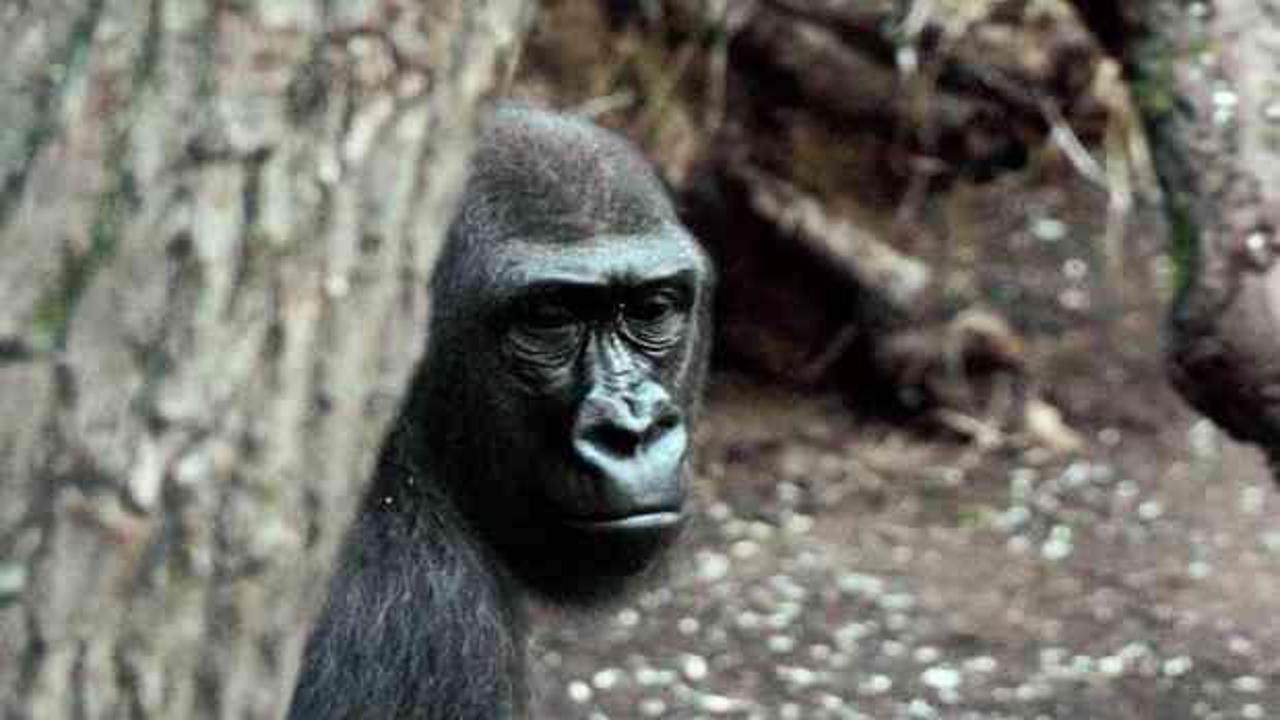 Hayvanat bahçesindeki 13 goril Covid-19’a yakalandı
