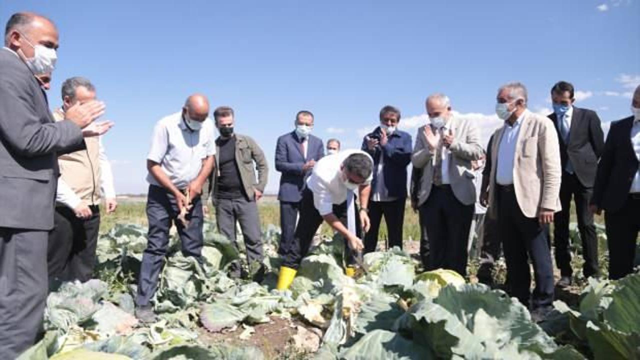 Erzurum'da 2 bin rakımlı ovadaki seralarda hasat zamanı