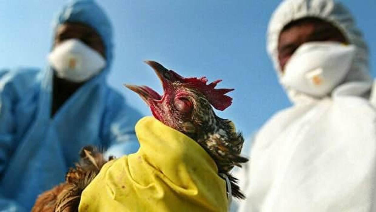 Kabus d&ouml;n&uuml;yor mu! Kuş gribi tehlikesi! Alarm orta seviyeye &ccedil;ıkarıldı
