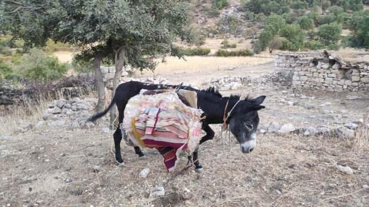 Vicdansızlık! G&uuml;neşin anlında y&uuml;k&uuml;yle bırakılan eşeğin imdadına onlar koştu