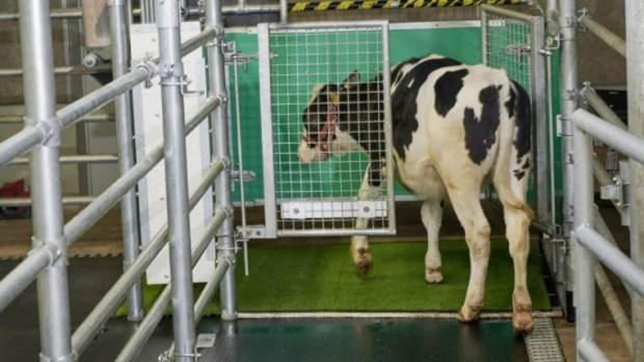 Alman bilim insanlarından sera gazı emisyonu için ineklere tuvalet eğitimi