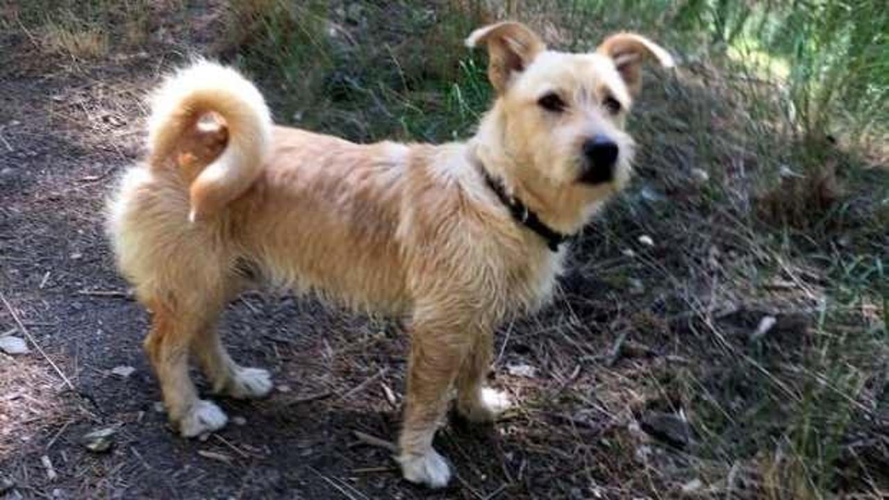 Manisa'da kayboldu, Alvin'i bulana &ouml;d&uuml;l!