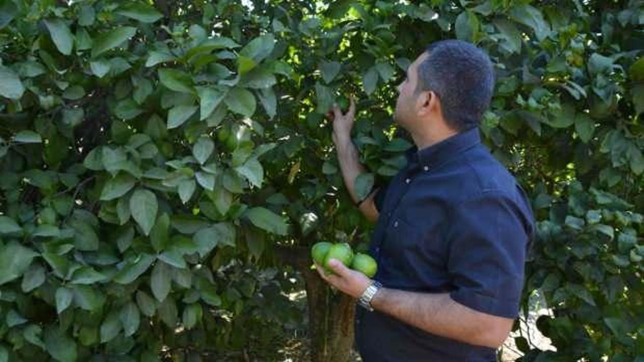 Muğla'da limon üreticisi düşük fiyat nedeni ile zor günler geçiriyor