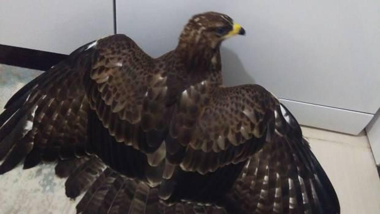 Ordu&rsquo;da şahin yolunu şaşırınca olanlar oldu