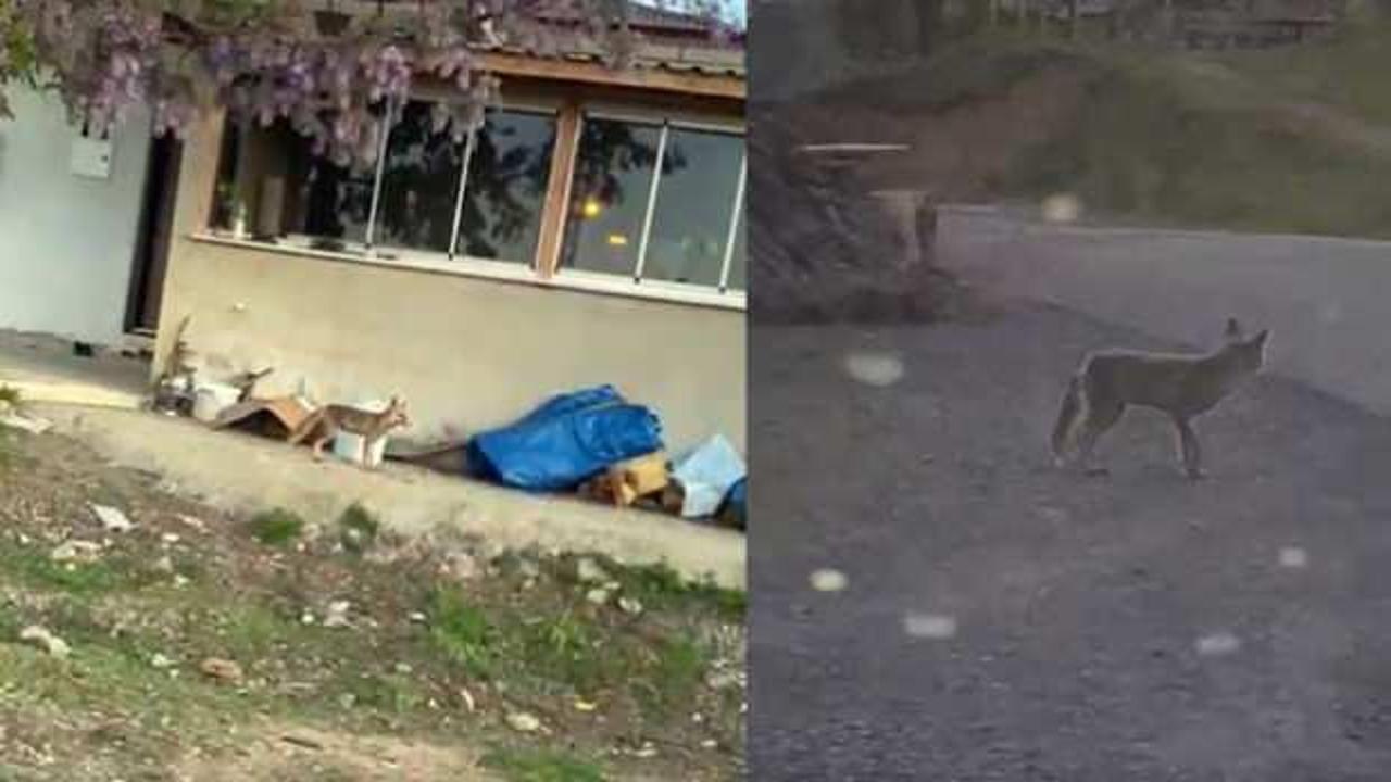Ordu&rsquo;da tilki s&uuml;rprizi, kimseye aldırış etmedi 