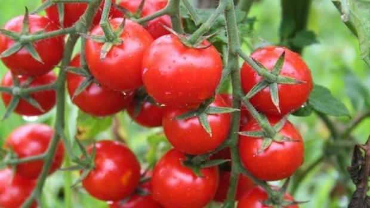 Özbekistan'da koronavirüse karşı "domates" aşısı geliştirildi