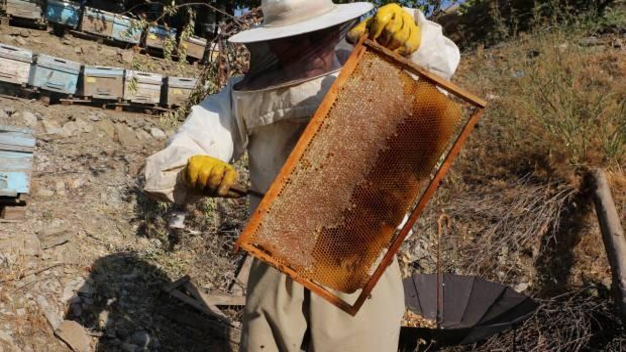 Şırnak balı anzer balıyla yarışıyor, yılın son hasadı yapıldı