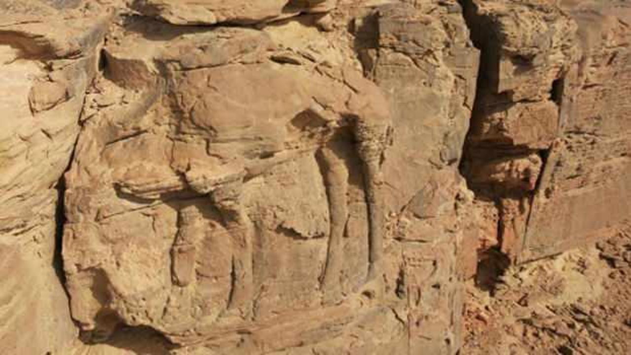 Suudi Arabistan'da kayalara kazınmış deve figürleri 8 bin yıllık çıktı
