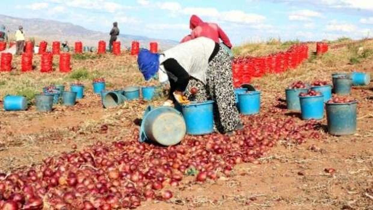 Soğan hasadı başladı! Tarlada 80 kuruş! Üreticiden şikayet - Haber 7 EKONOMİ