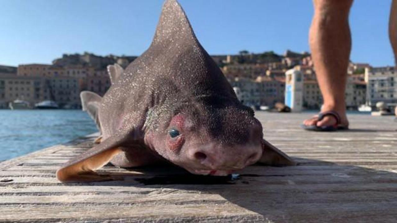 Akdeniz'de bulundu! Yassı kafalı! G&ouml;r&uuml;nt&uuml;s&uuml; ve sesi &uuml;rk&uuml;tt&uuml;
