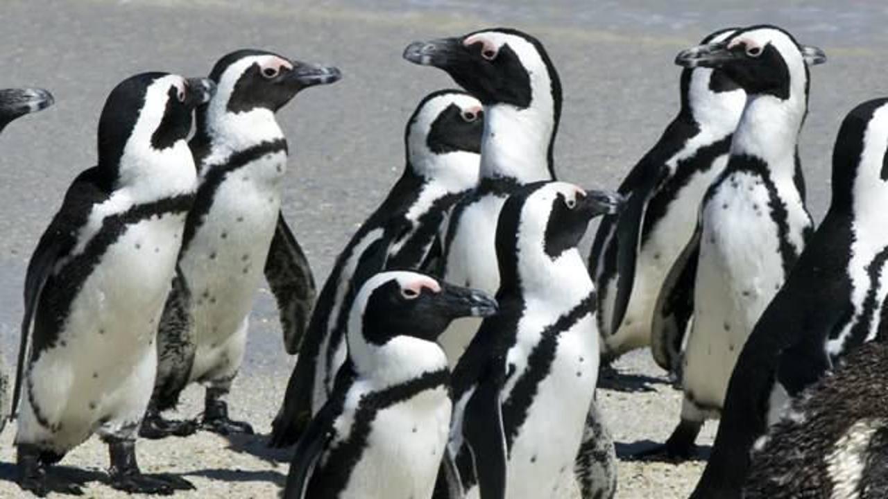 Arılar, nesli tükenmekte olan 63 pengueni telef etti