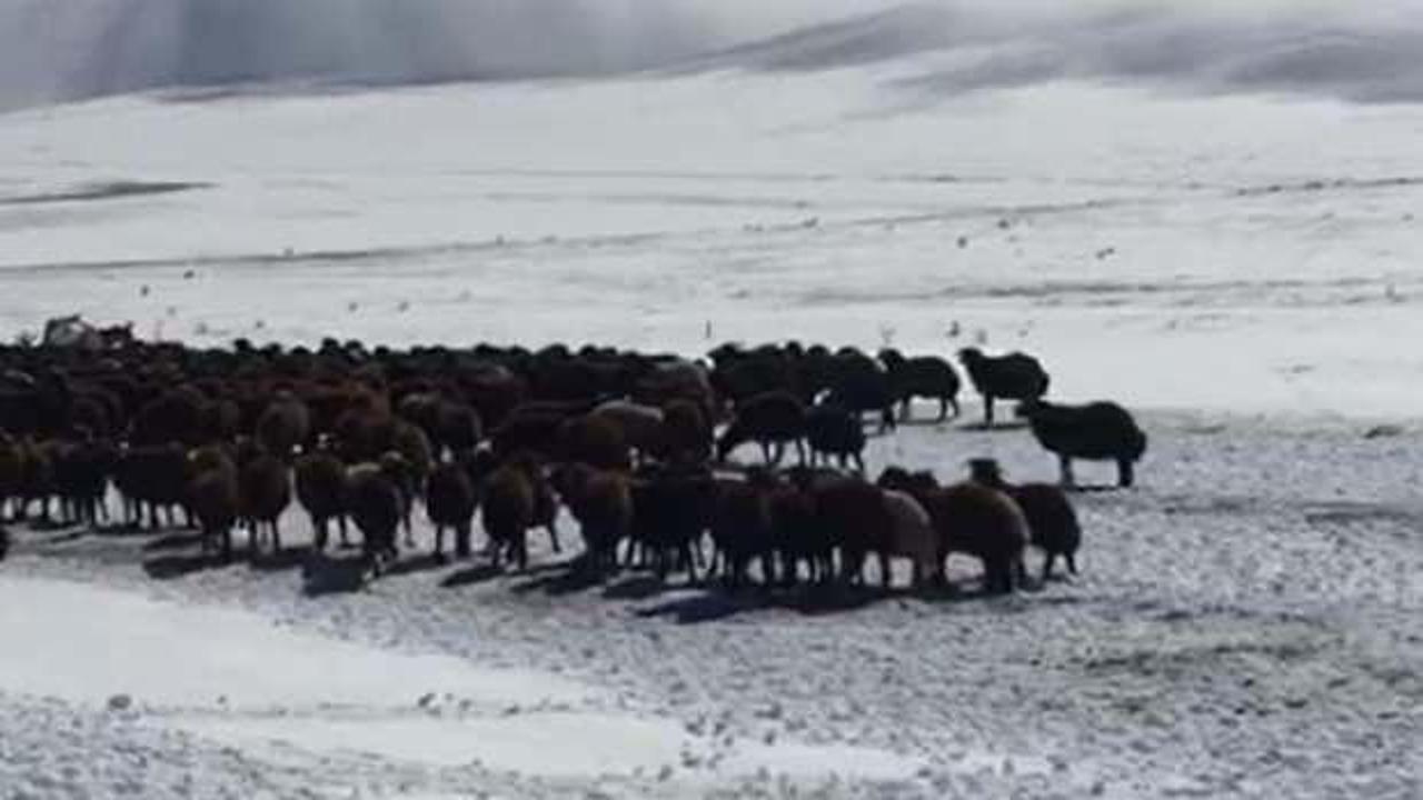 Kar nedeniyle yaylada mahsur kalan çoban ve sürüler kurtarıldı