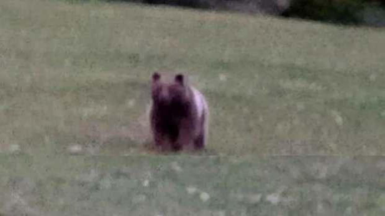 Ardahan'da ilgin&ccedil; g&ouml;r&uuml;nt&uuml;ler! K&ouml;ye inen ayıyı yanlarına &ccedil;ağırdılar