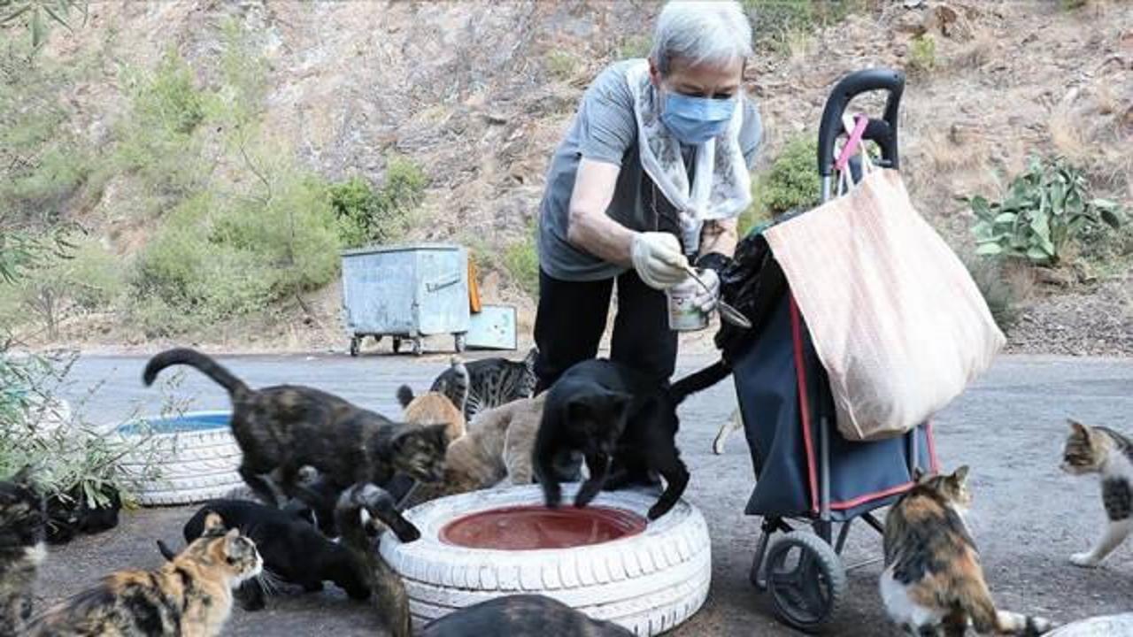 Hayvansever kadın her gün 200 sokak kedisini eliyle besliyor
