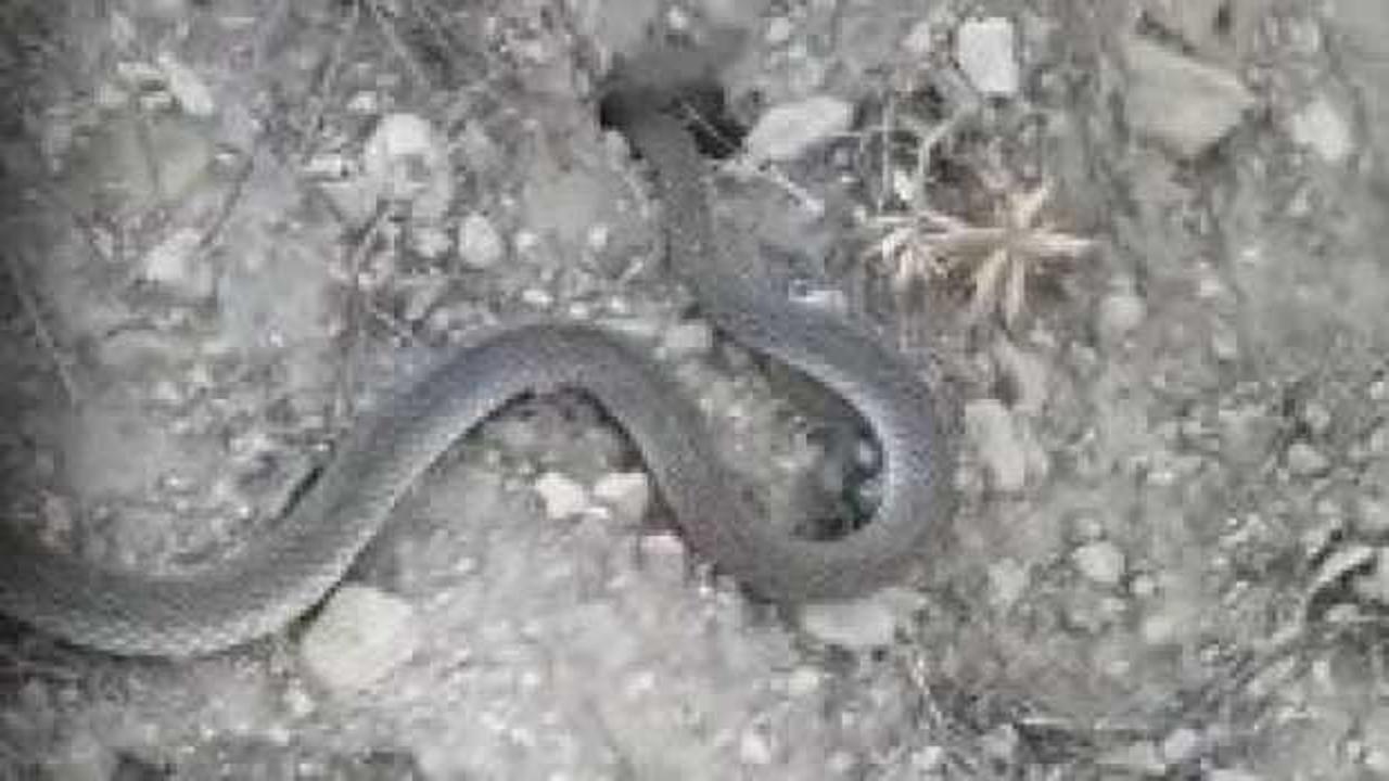 Isparta&rsquo;da vatandaşın yılanla ilgin&ccedil; sohbeti g&uuml;l&uuml;msetti