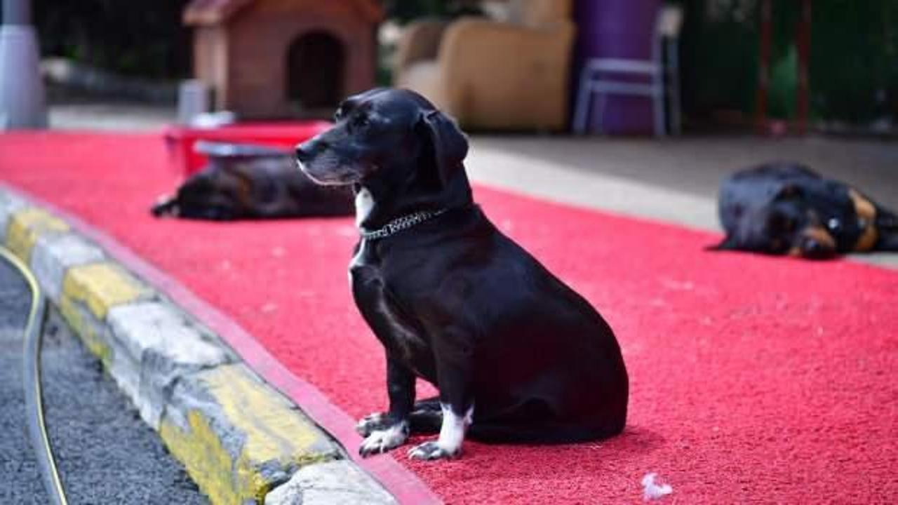Sokak Hayvanları Tedavi Merkezi hizmete a&ccedil;ılıyor