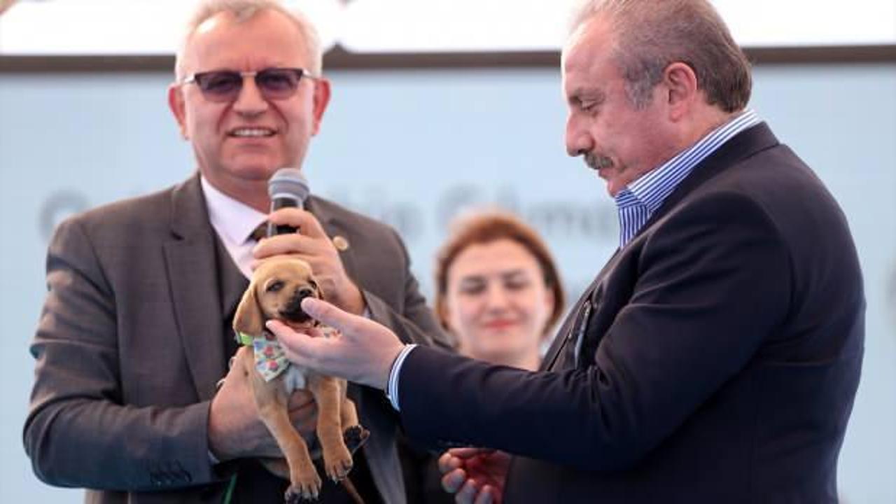 TBMM Başkanı Şentop'a barınak açılışında sokak köpeği armağan edildi