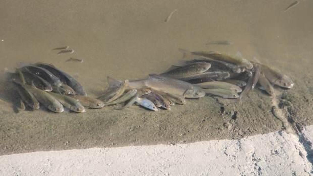 Yeşilırmak'taki balık ölümlerinin sebebi belli oldu