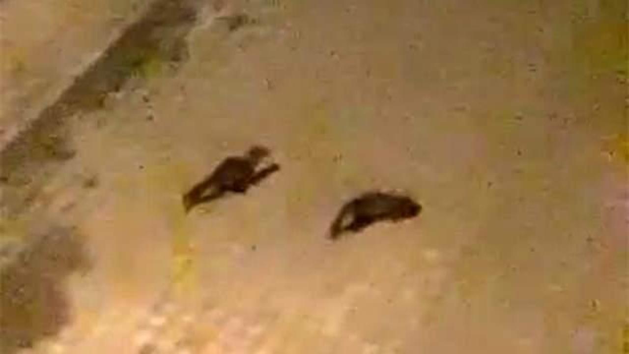 Yolunu şaşıran gelincik ailesi bakın nereye geldi