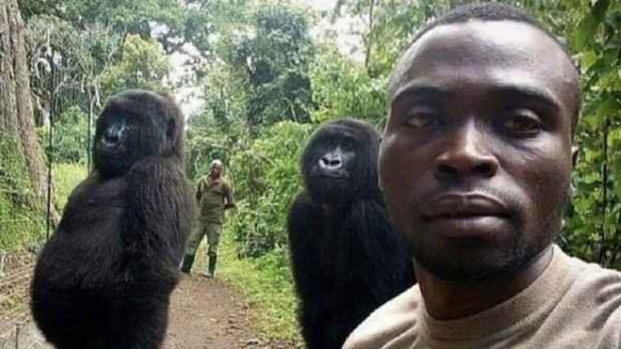 Bu selfie ile meşhur olan goril, bakıcısının kollarında can verdi