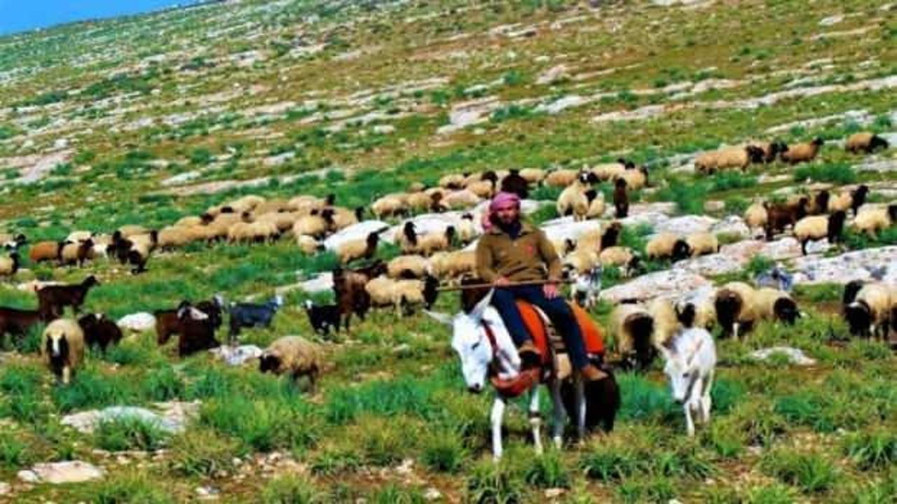 “Afgan göçmenler çoban olsun” önerisi!