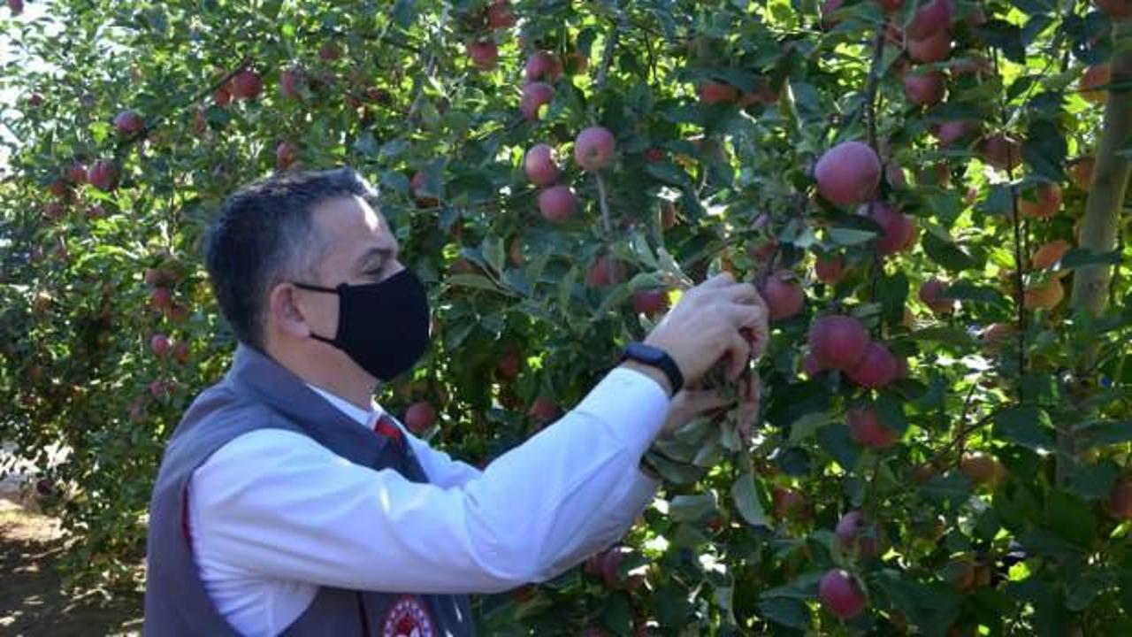 Bakan Pakdemirli Karaman'da bahçeye girip elma topladı