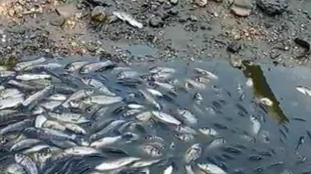 Bursa'da balık ölümlerine soruşturma!