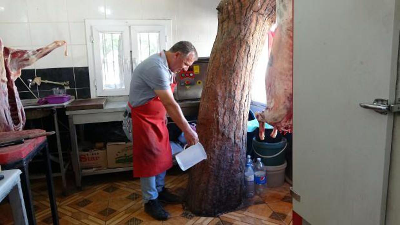 Kasap d&uuml;kkanın tam ortasında, asırlık ağa&ccedil; g&ouml;renleri şaşırtıyor