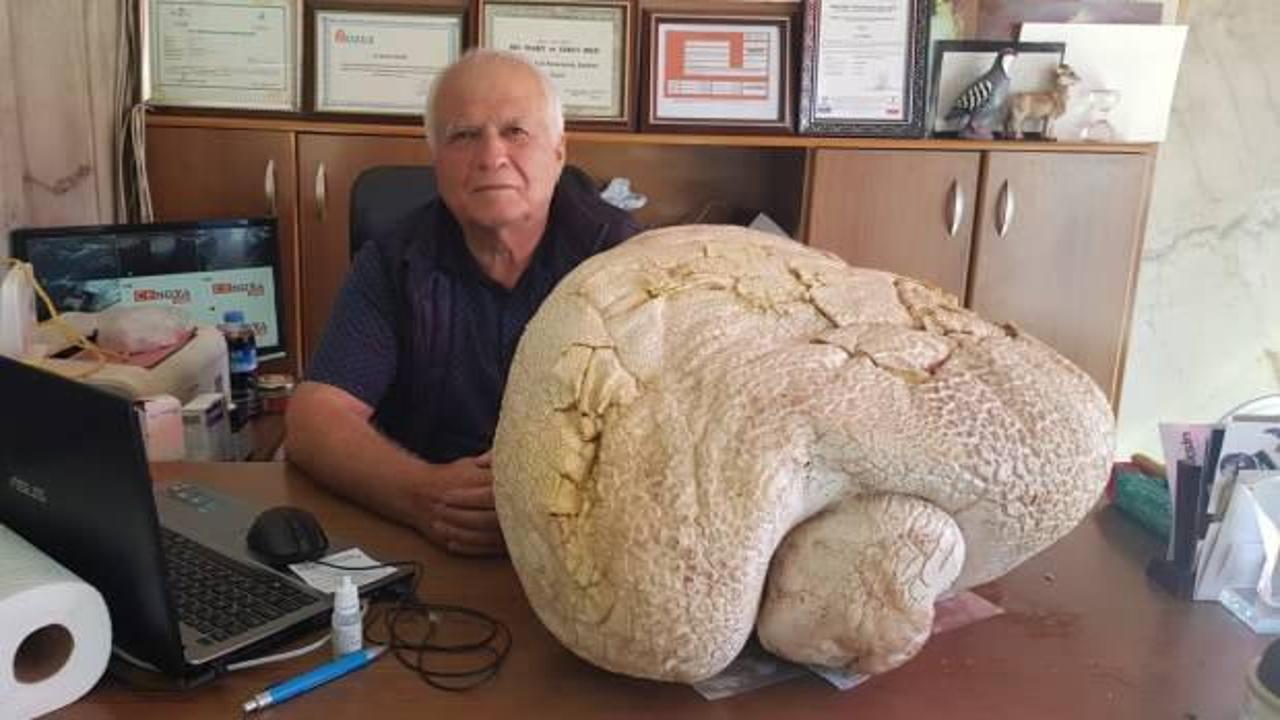 Mersin'de bulundu! 20 kilogram ağırlığında...