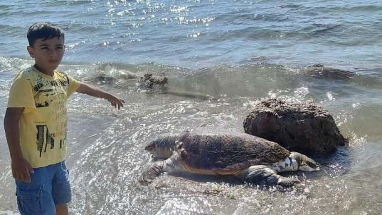 Alanya'da 4 caretta caretta ölüsü kıyıya vurdu