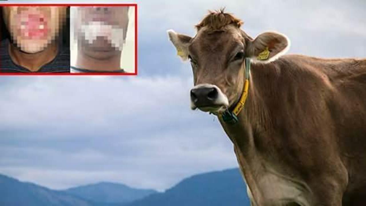Aşı yapılan inek, veterinerin çenesini kırdı!