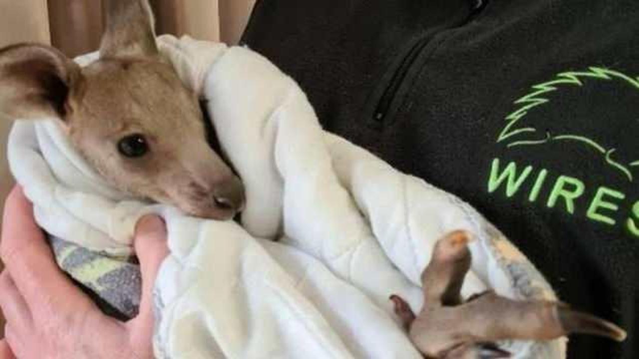 Avustralya'da 2'si yavru 14 kanguru öldürüldü
