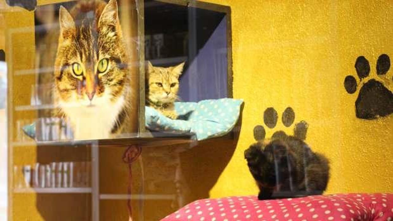 Bitlis’te bu pansiyonun sakinleri kediler 
