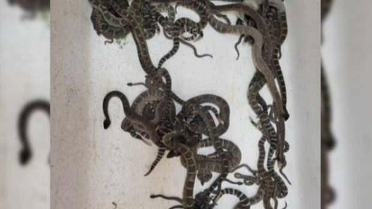 Evdeki döşemelerin altından onlarca çıngıraklı yılan çıktı