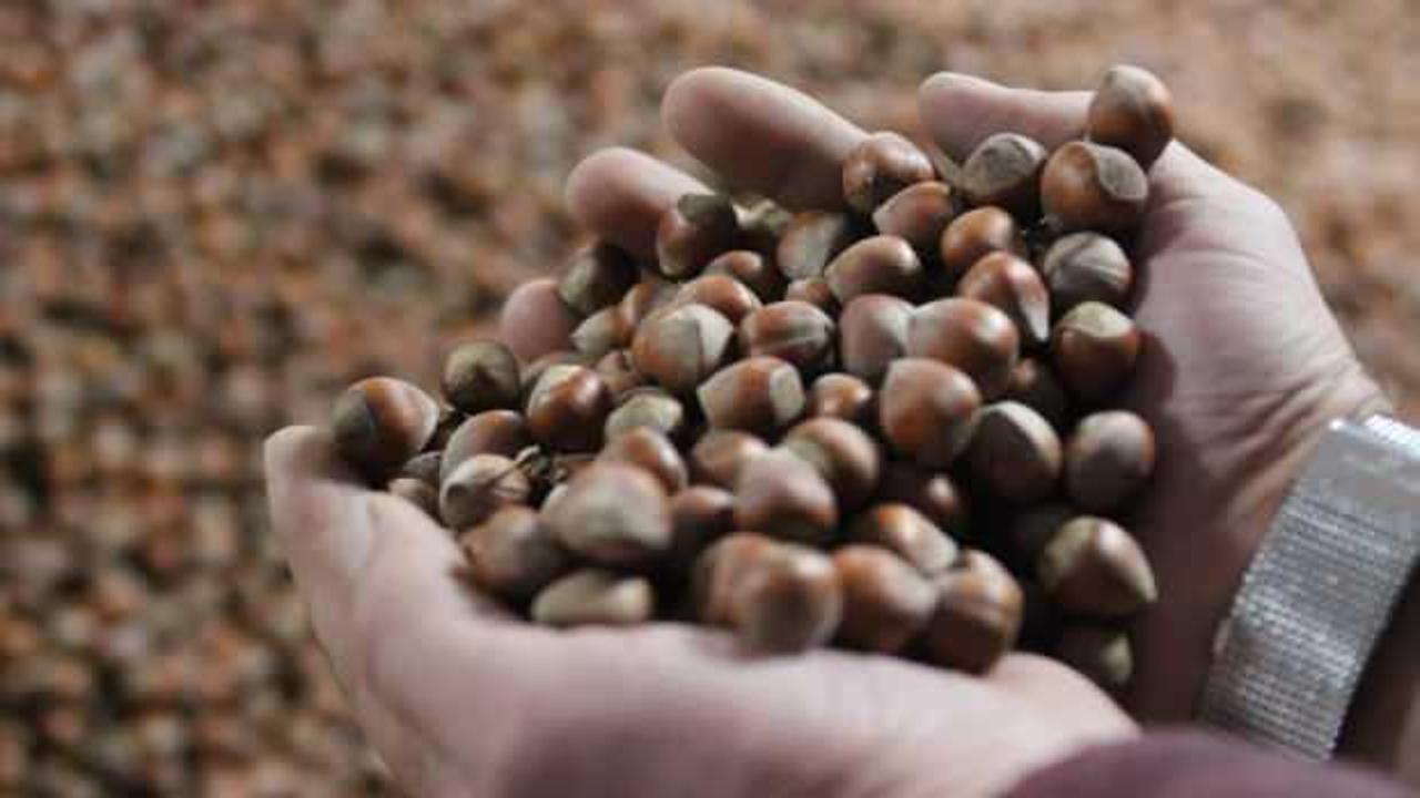 Fındık fiyatı haftaya yükselişle başladı