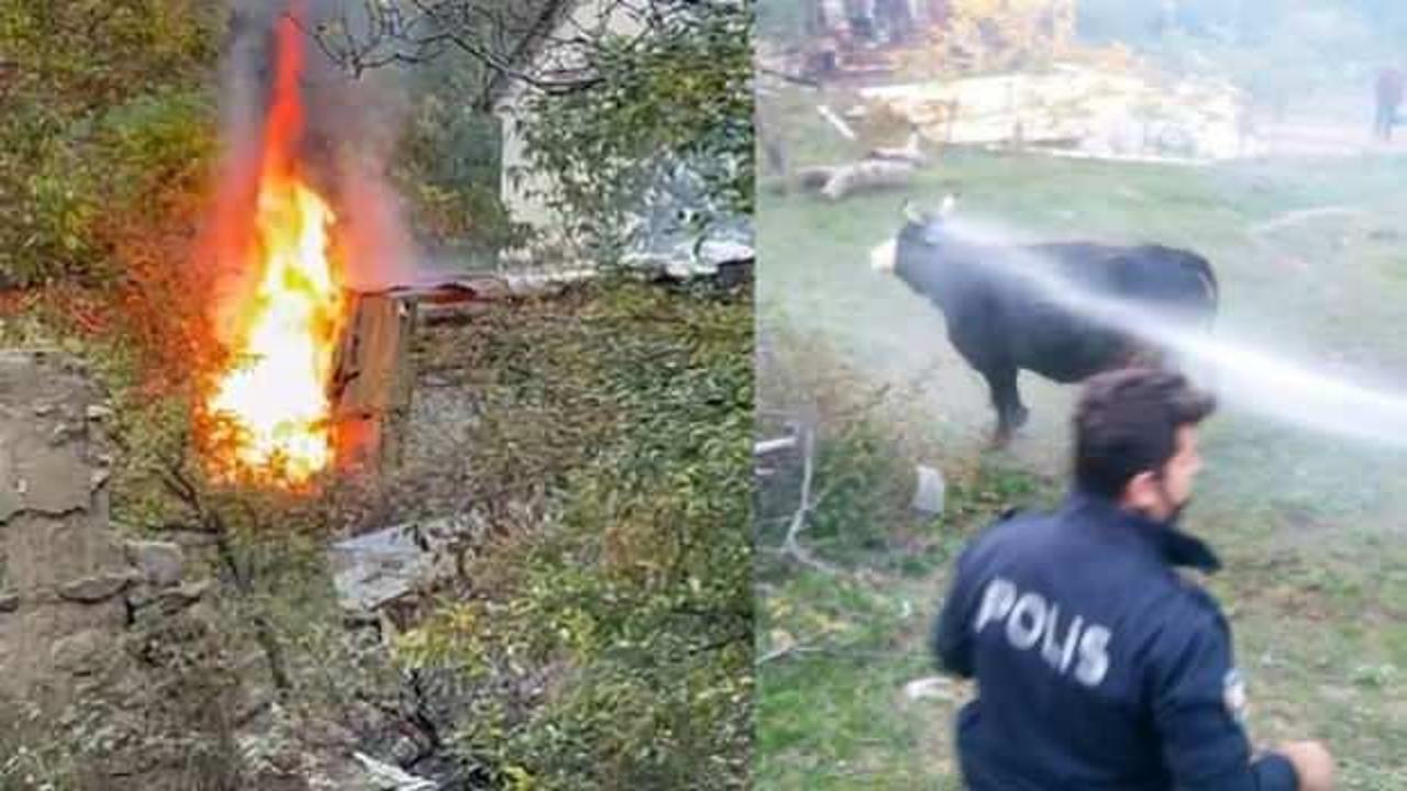 G&uuml;m&uuml;şhane&rsquo;de korkutan ahır yangını