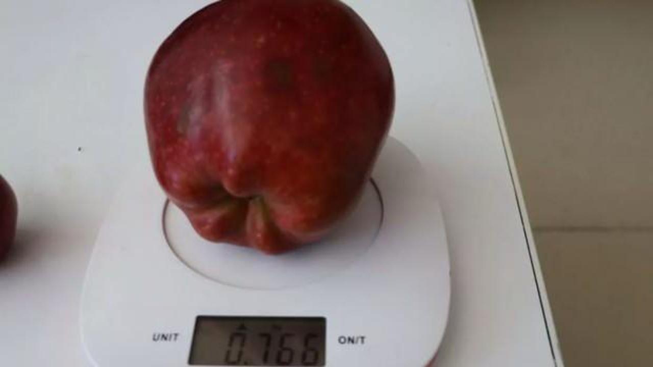 Isparta'daki bir bahçede yarım kilodan ağır bir elma yetişti