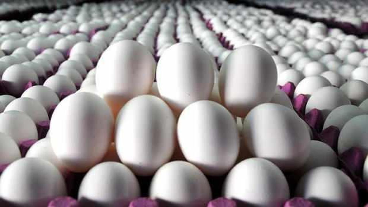 Tavuk yumurtası üretimi yüzde 0,8 arttı