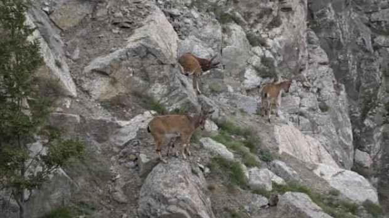 Artvin'de yaban keçileri yiyecek ararken görüntülendi