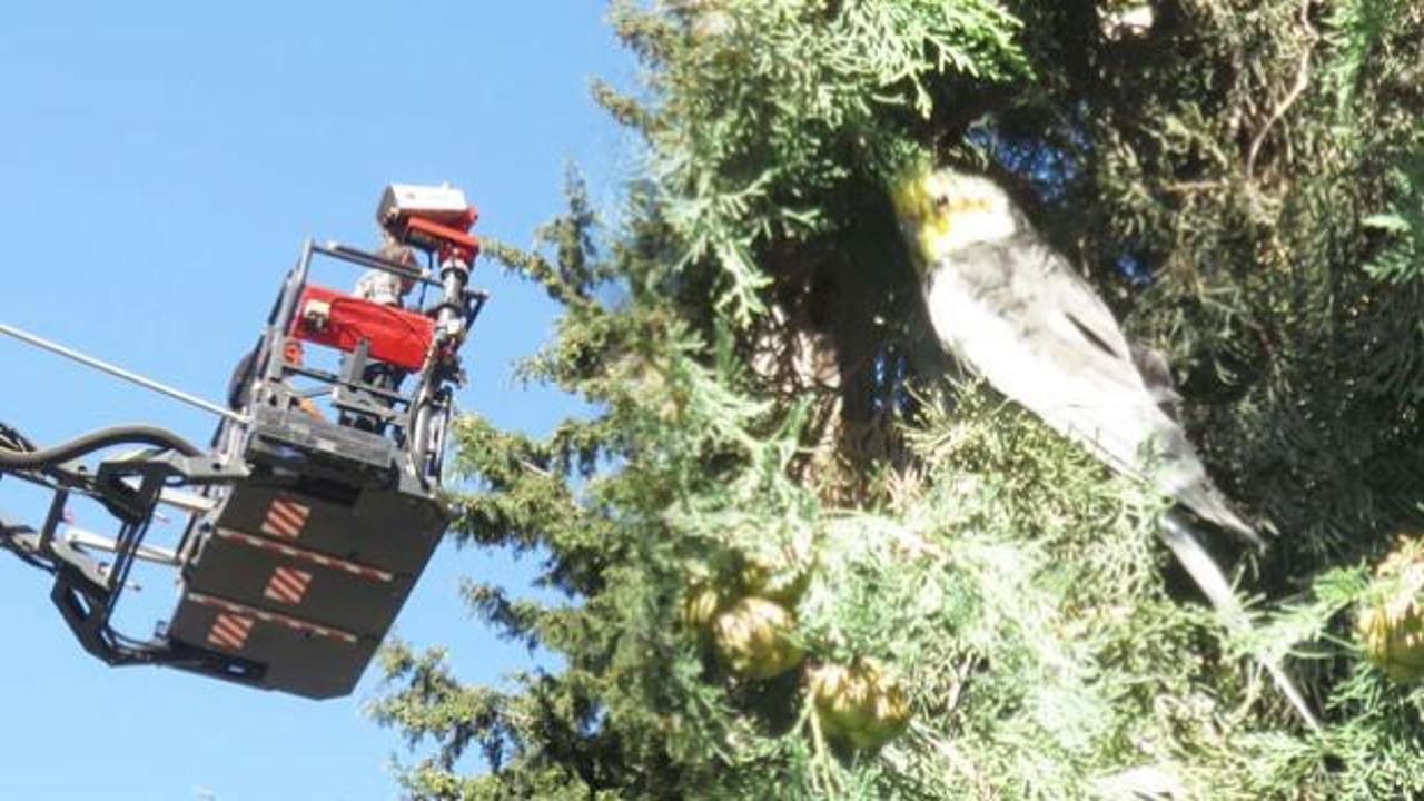 Evden ka&ccedil;an &ldquo;Paşa&rdquo; i&ccedil;in itfaiye ve aile seferber oldu