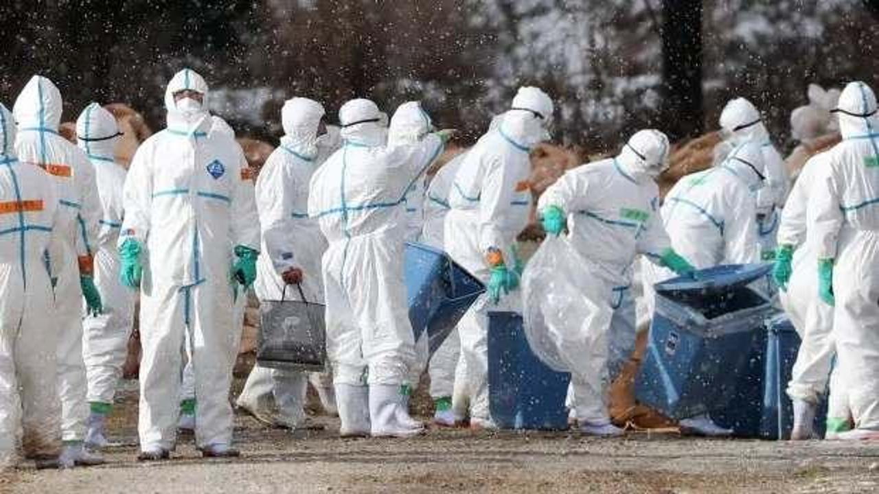 Kovid-19'dan daha ölümcül! H5N6 adlı virüste vakalar patladı, bulaştığını öldürüyor