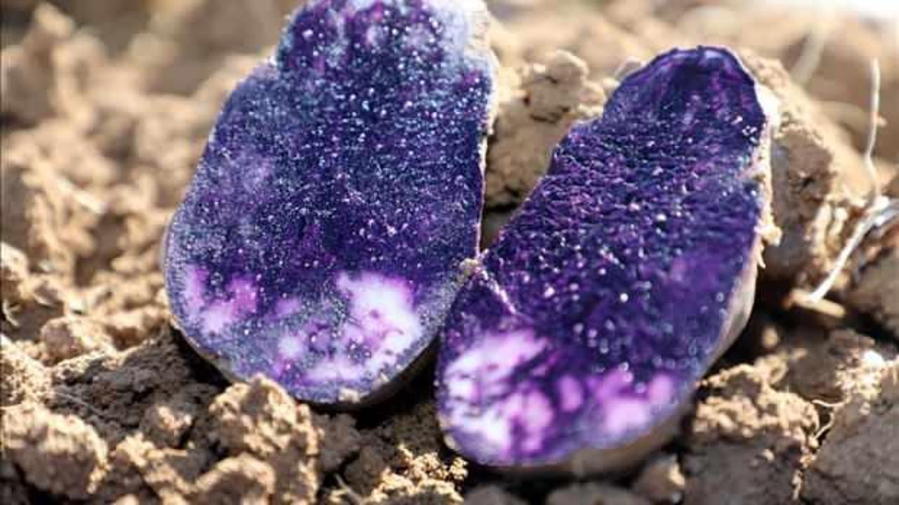 Sivas'ta mor renkli tescilli patatesin hasadı başladı