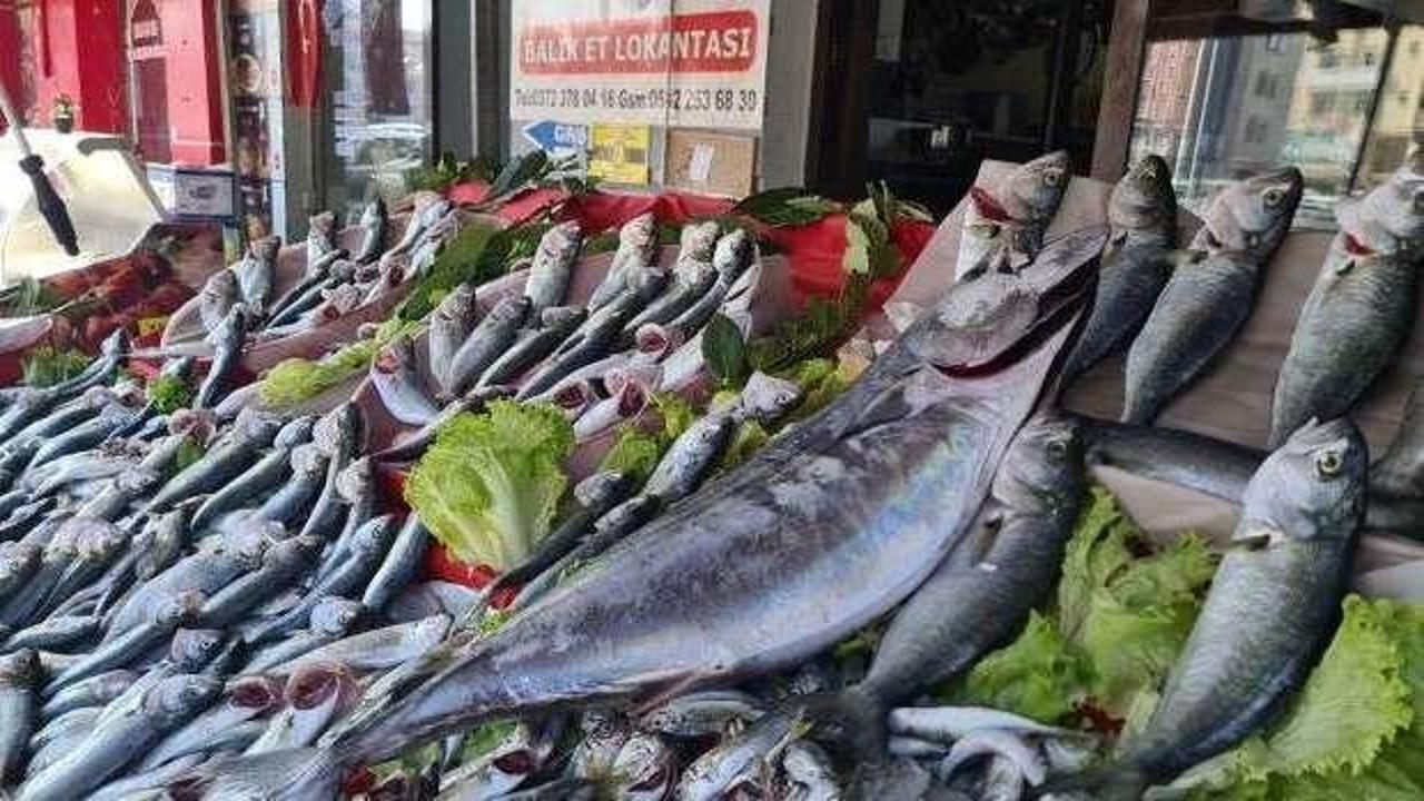Torik balığının tanesi 350 liradan satılıyor