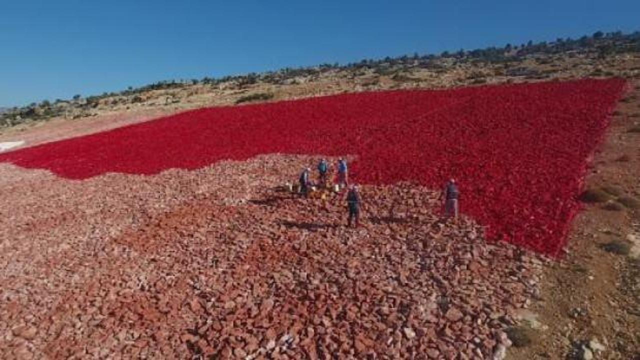 Zemine işlenmiş en büyük Türk bayrağı boyanıyor